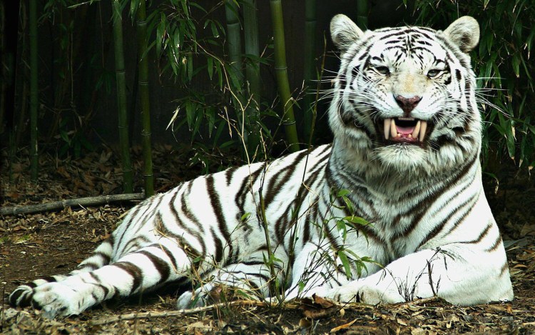 Бенгальский тигр альбинос