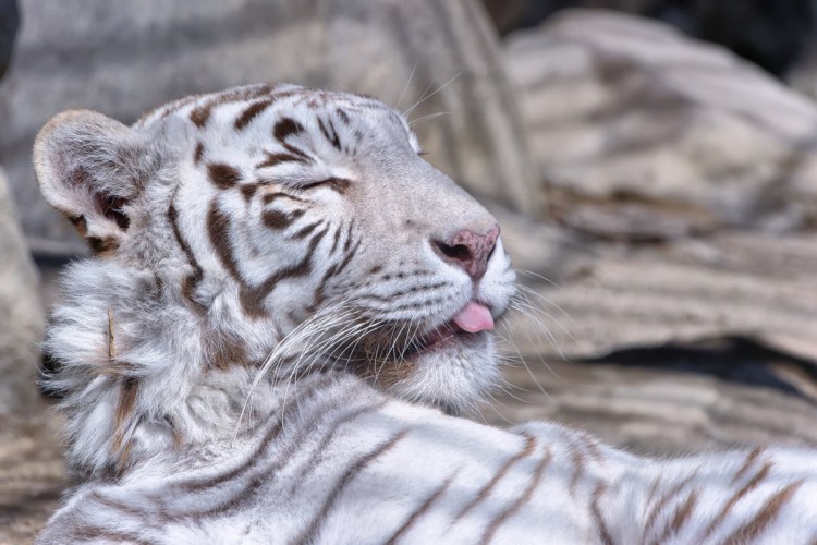 Сибирский тигр одуванчик