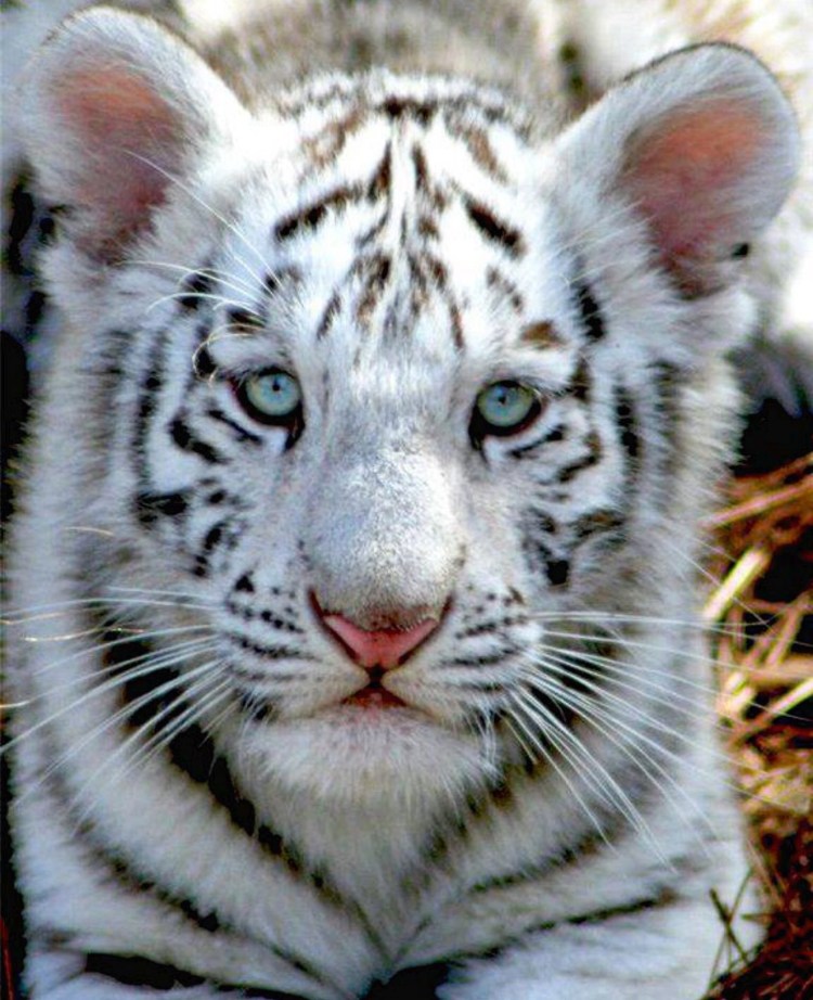 Амурский тигр альбинос альбинос