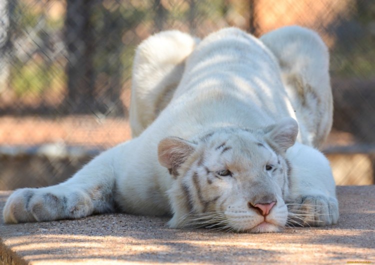 Белый бенгальский тигр