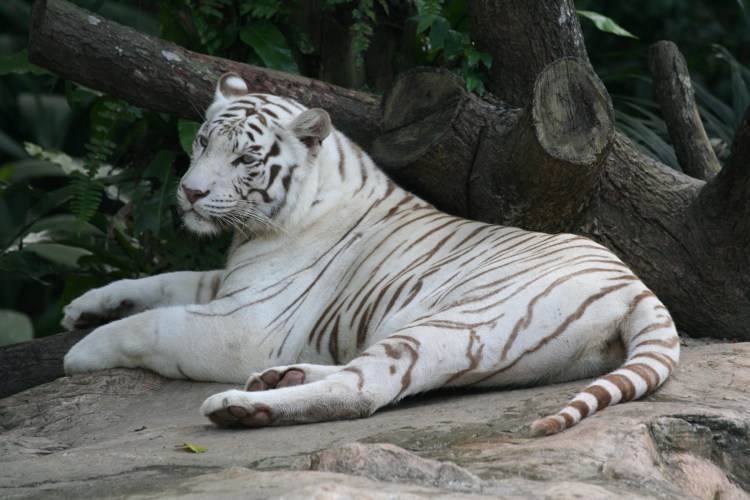 Тигр альбинос