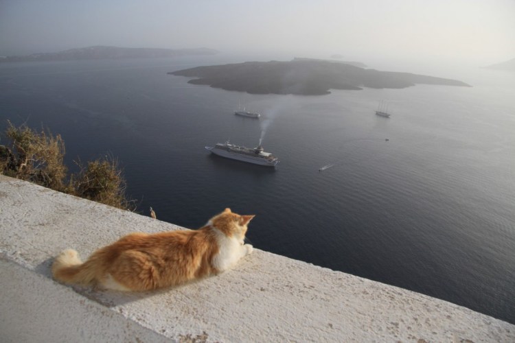 Кот отдыхает