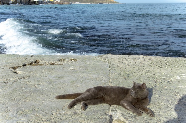 Морские котики Славянка