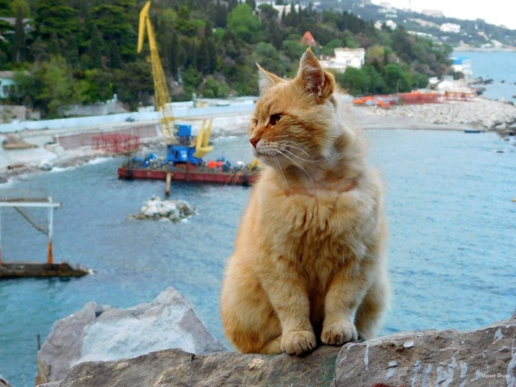 Недовольный кот на море