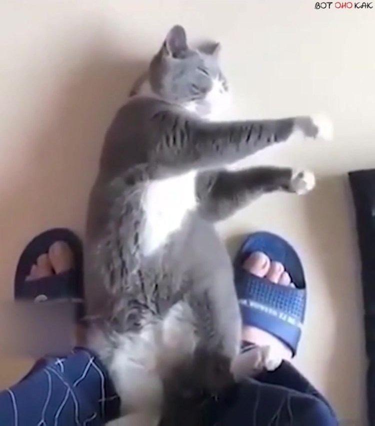 Белый кот морщится