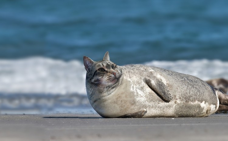 Угрюмый кот Мем