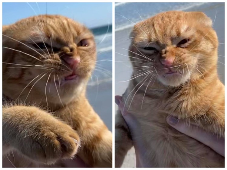 Барсик фу море