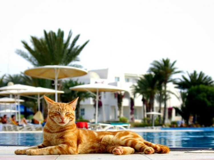 Кот отдыхает