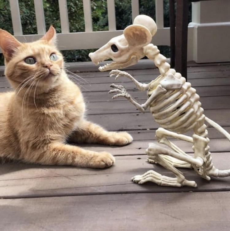 Мем растроганный кот