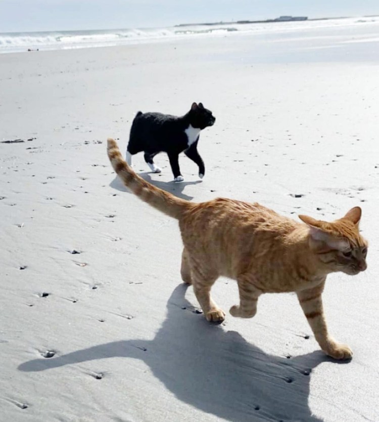 Фу море фу солнце кот Мем