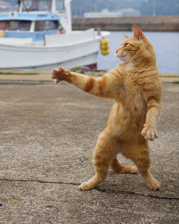 Котенок на берегу моря