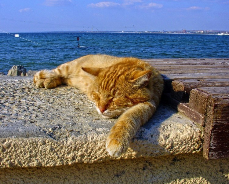 Котик на море