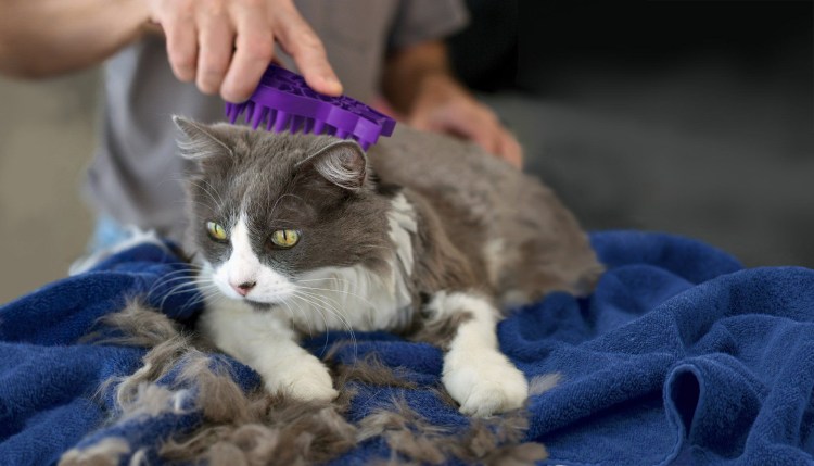 Вычесывать кошек фурминатор