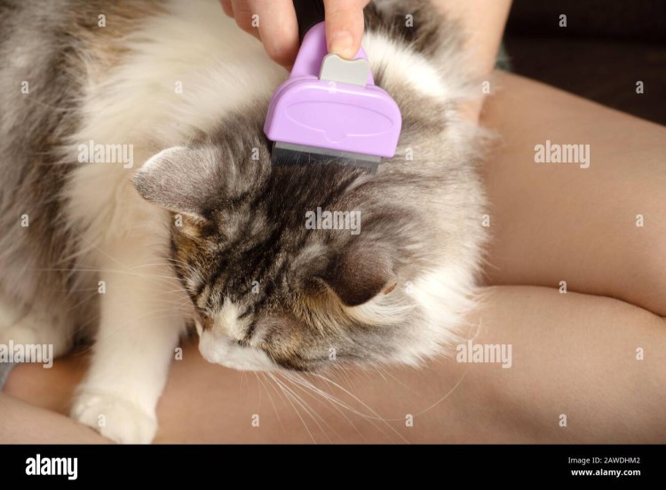 Вычесывание колтунов у собак