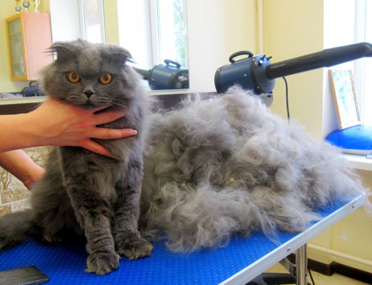 Вычесывание кота фурминатором