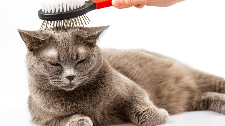 Расческа для вычесывания кота