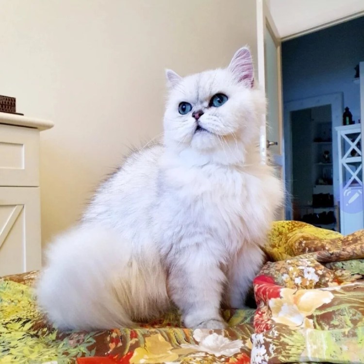Голубая шиншилла кот
