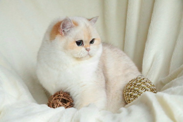 Британская короткошёрстная кошка шиншилла