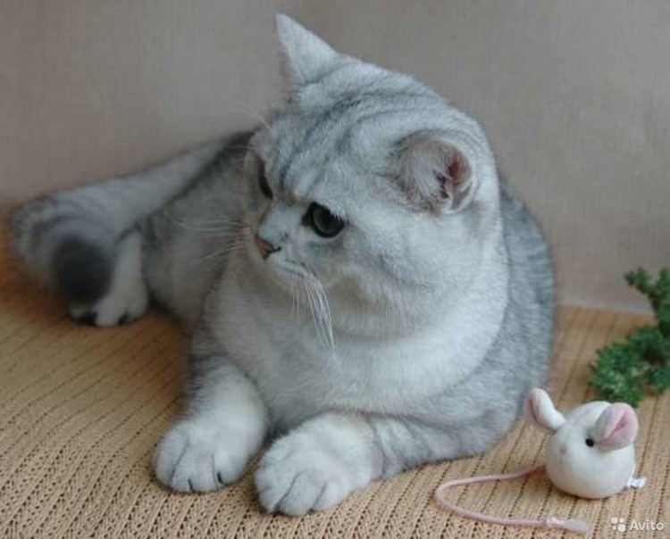 Бурмилла короткошерстная