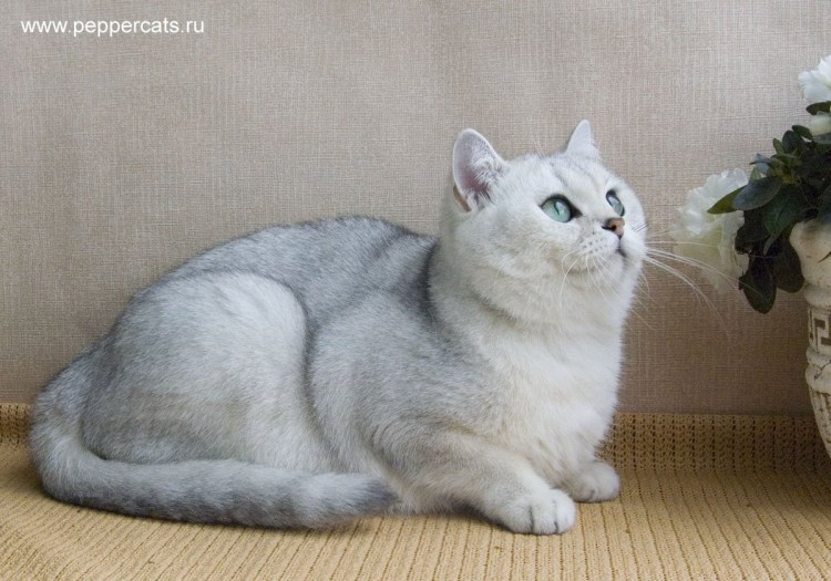 Британская шиншилла