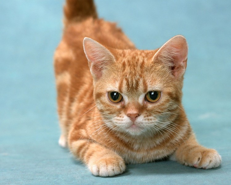 Рыжая макрель "псевдо-полосатый" кот