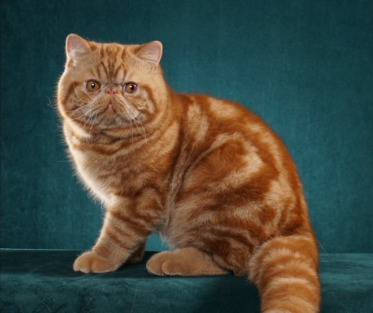 Экзот красный мрамор