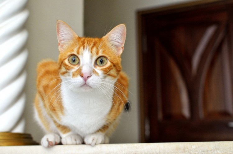 Каширский кот картинки рыжий