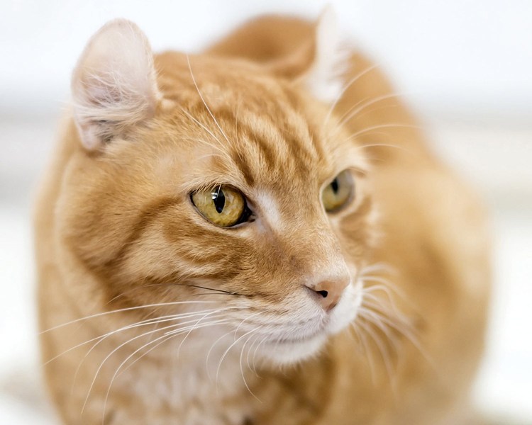 Европейская короткошерстная кошка рыжая