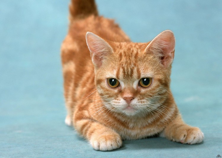 Британская кошка короткошерстная бежевая-рыжая