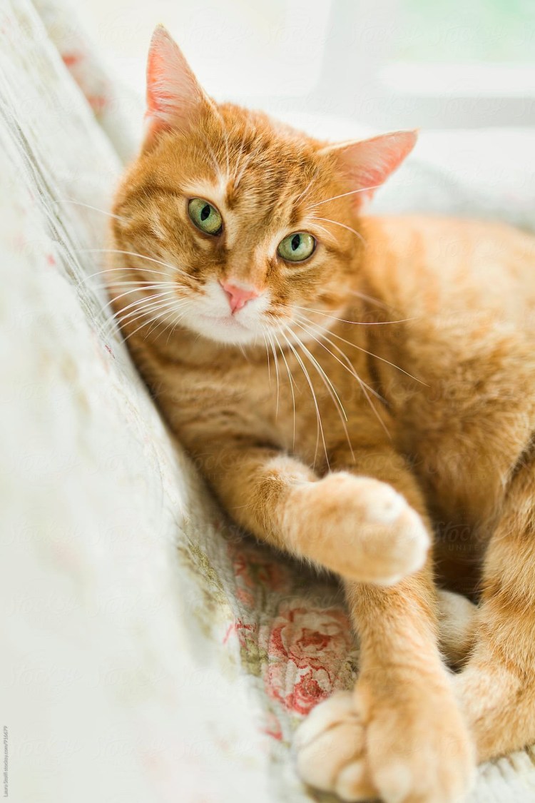 Курильский бобтейл рыжий