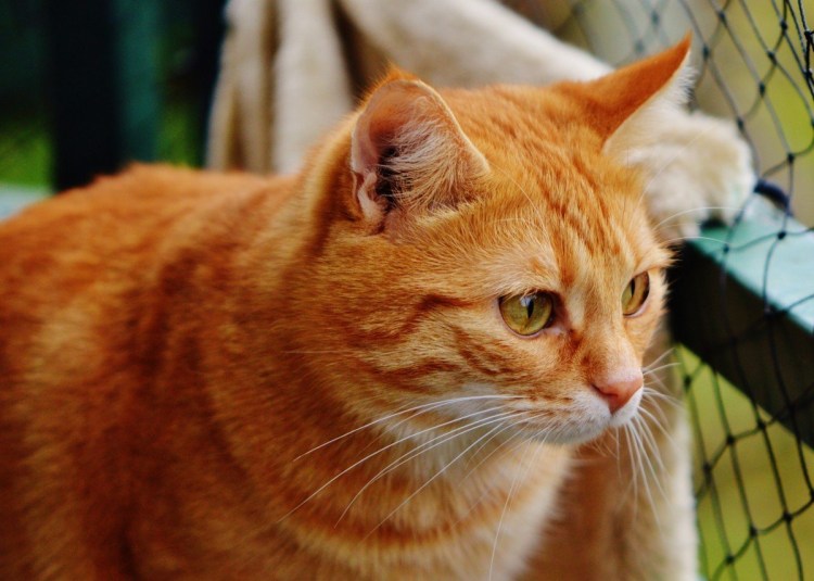 Американская короткошерстная кошка рыжая