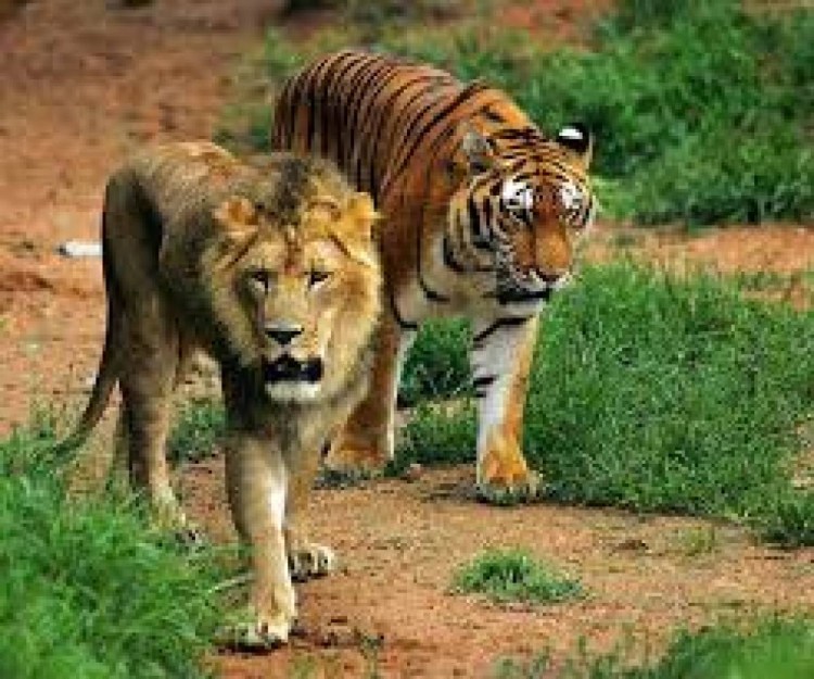 Амурский тигр против Льва