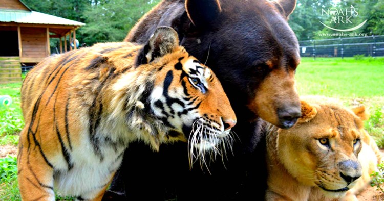 Мистический тигр