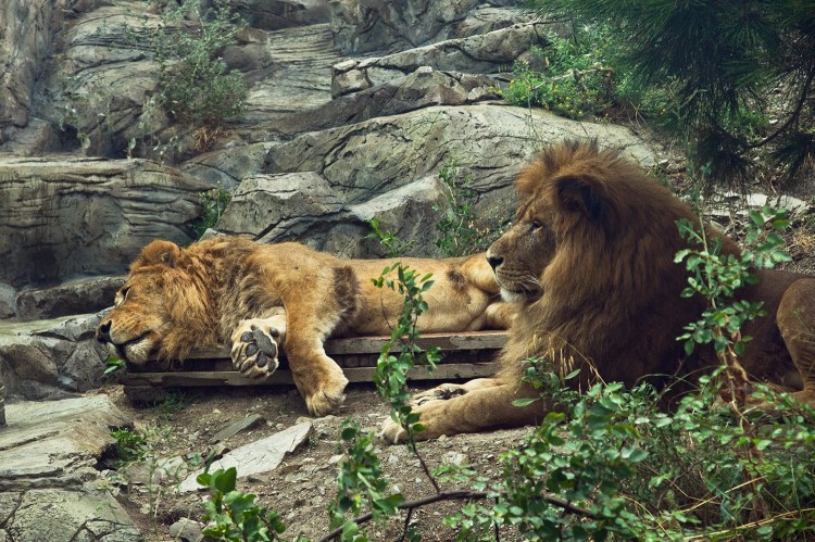 Тигр против Льва