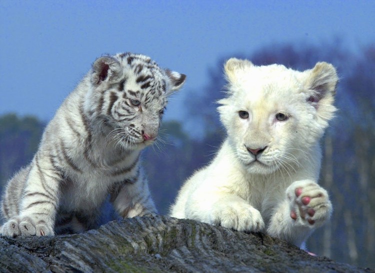 Лев Лео тигр Шерхан и медведь балу