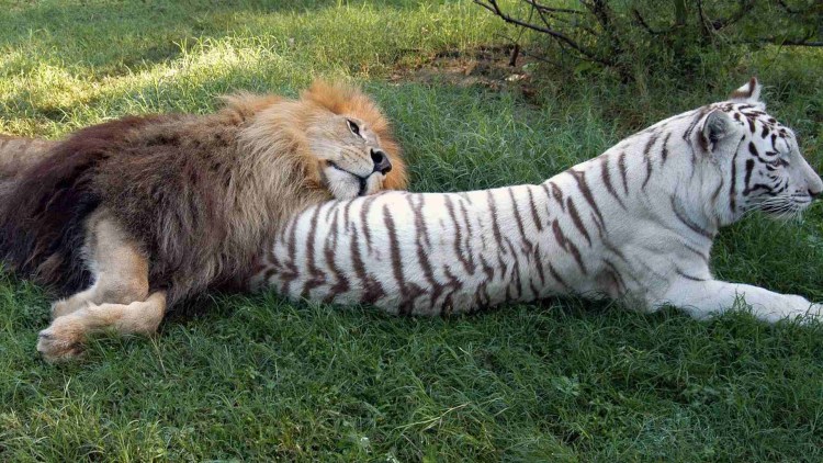 Тигр и тигрица. И Лев левица