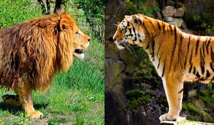 Лигр гибрид Льва и тигра