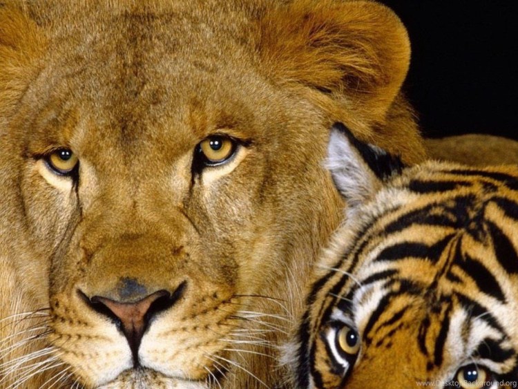 Лигр гибрид Льва и тигра
