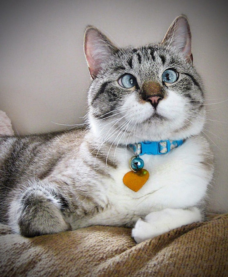 Кошка с косыми глазами
