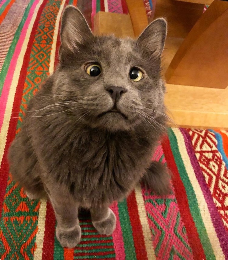 Сиамский кот косоглазый