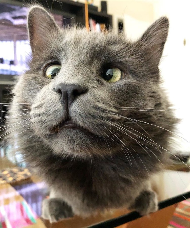 Косоглазые коты порода