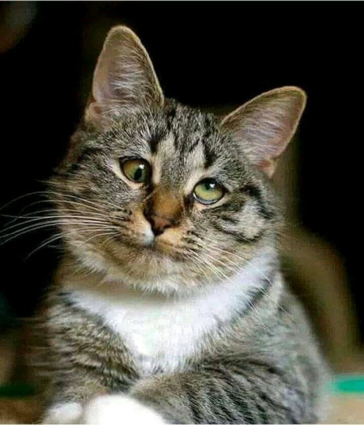 Сиамский кот косоглазый