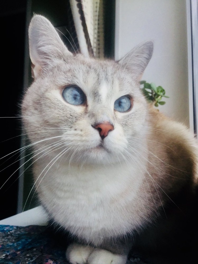 Косоглазый кот Спанглс