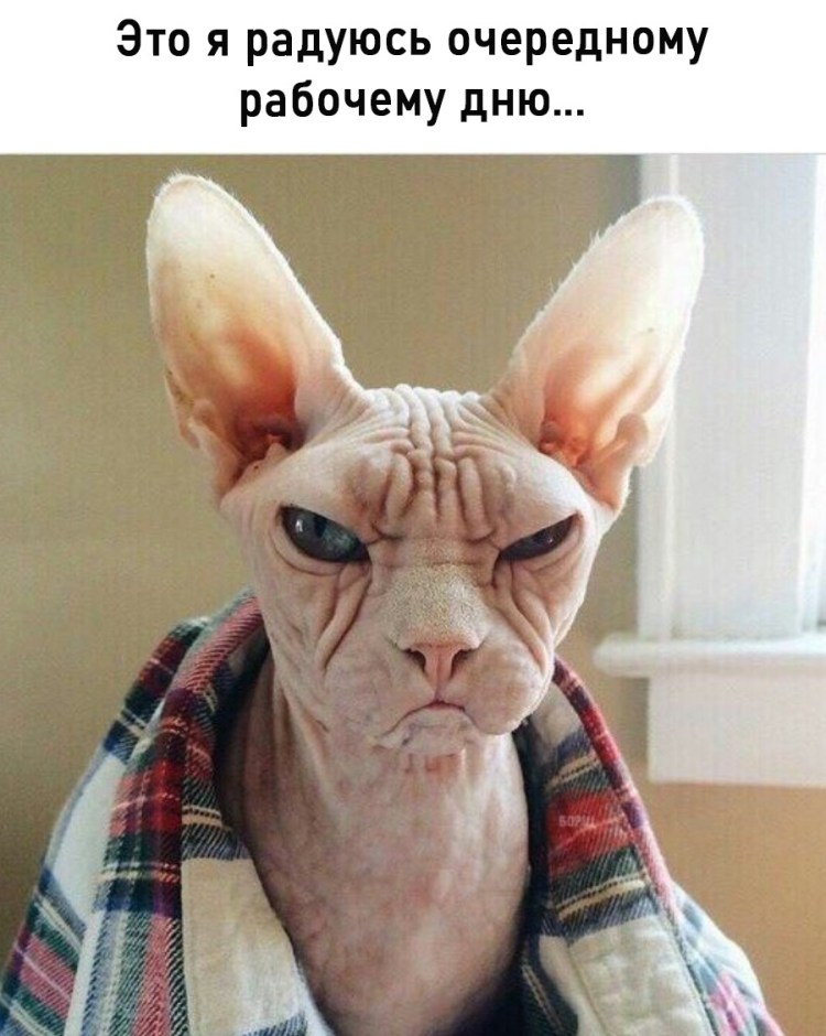 Лысые коты с надписями смешные