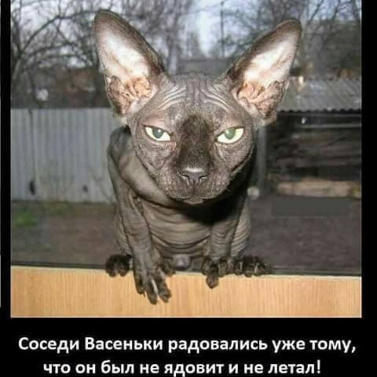 Прикольные сфинксы