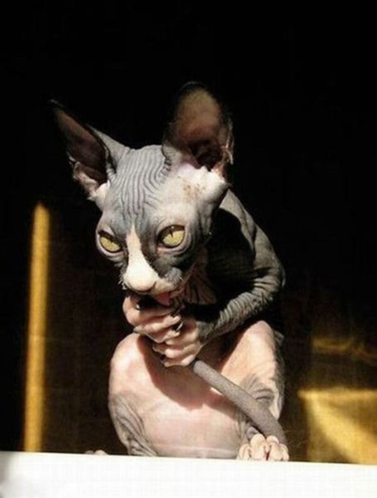 Сфинкс кот прикол