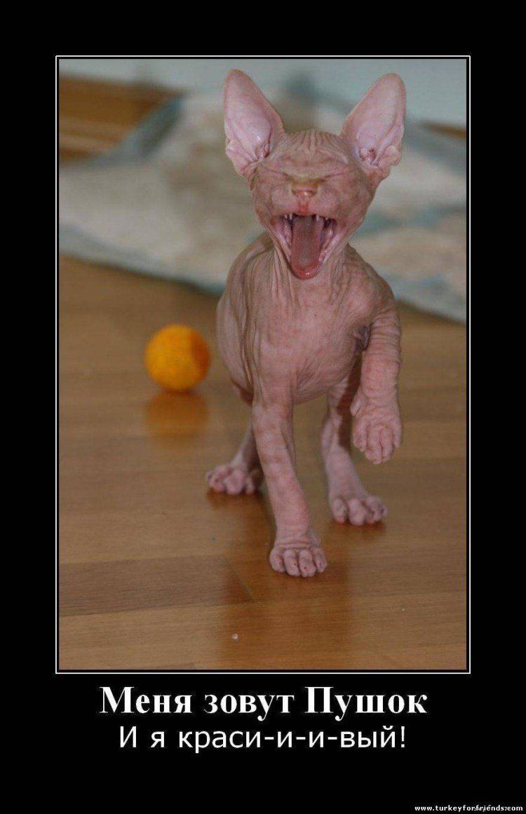 Лысые кошки приколы