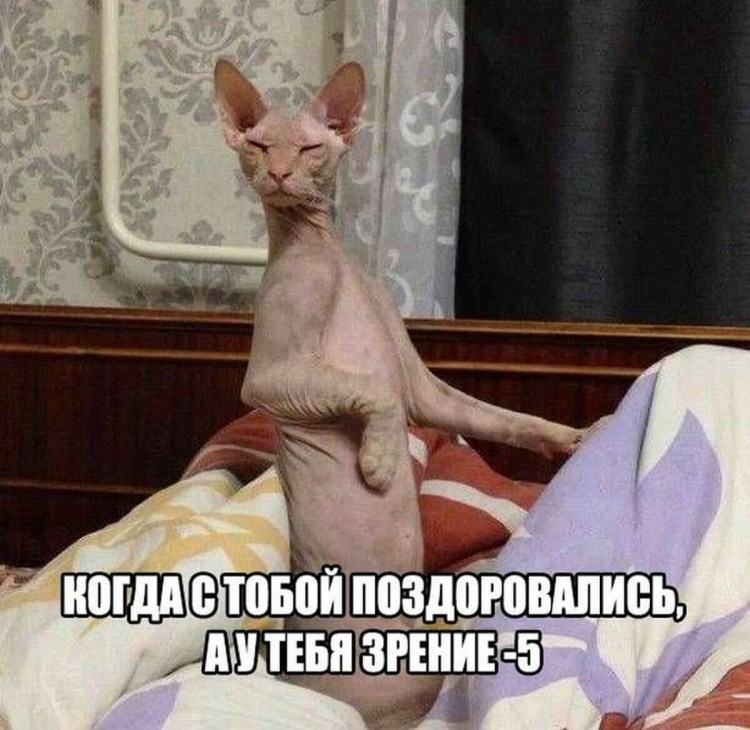 Смешные сфинксы