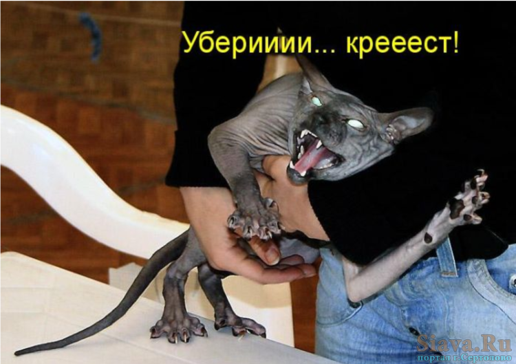 Кот сфинкс недовольный