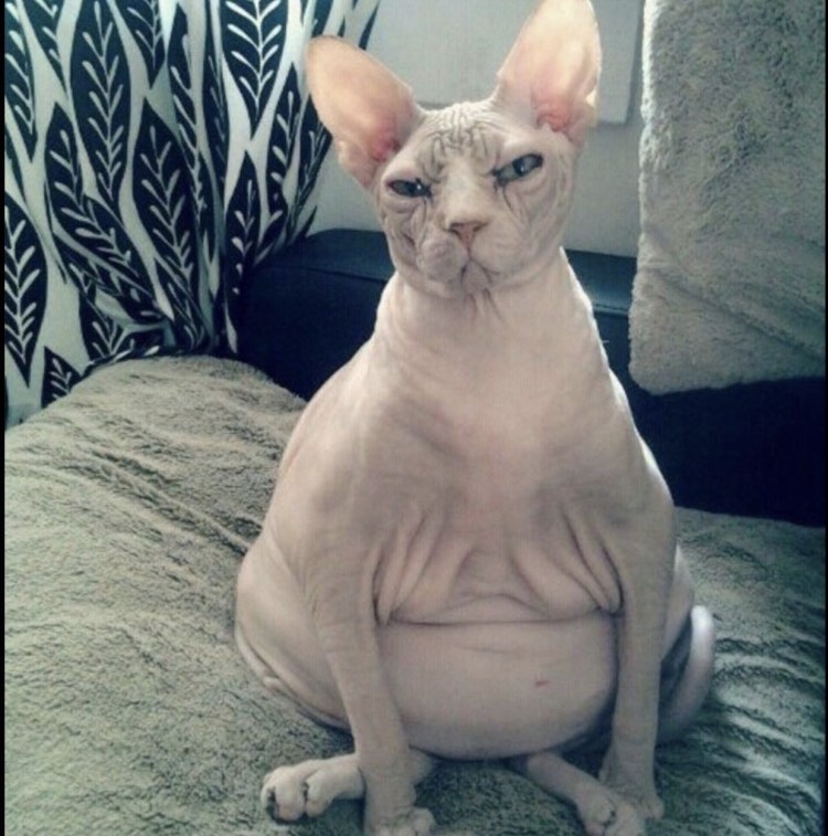 Сфинкс кот прикол